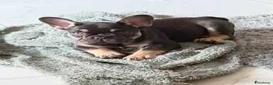 French Bulldog Puppy 4