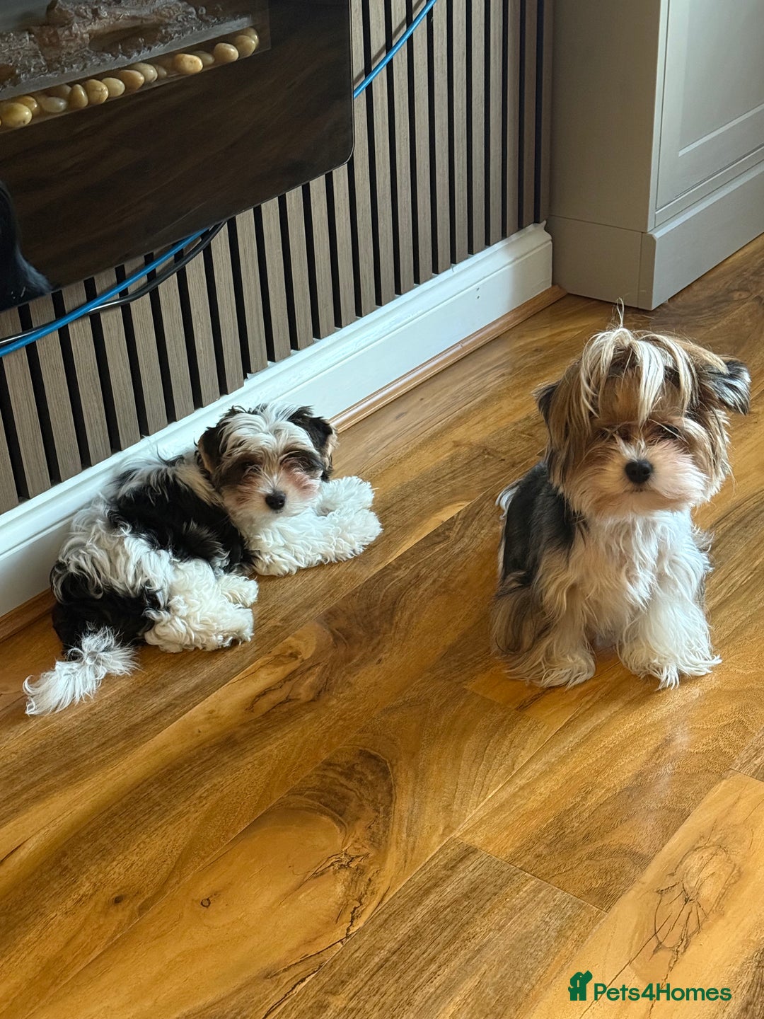 Biewer Terrier dogs for sale: One beautiful boy for sale  - Advert 7