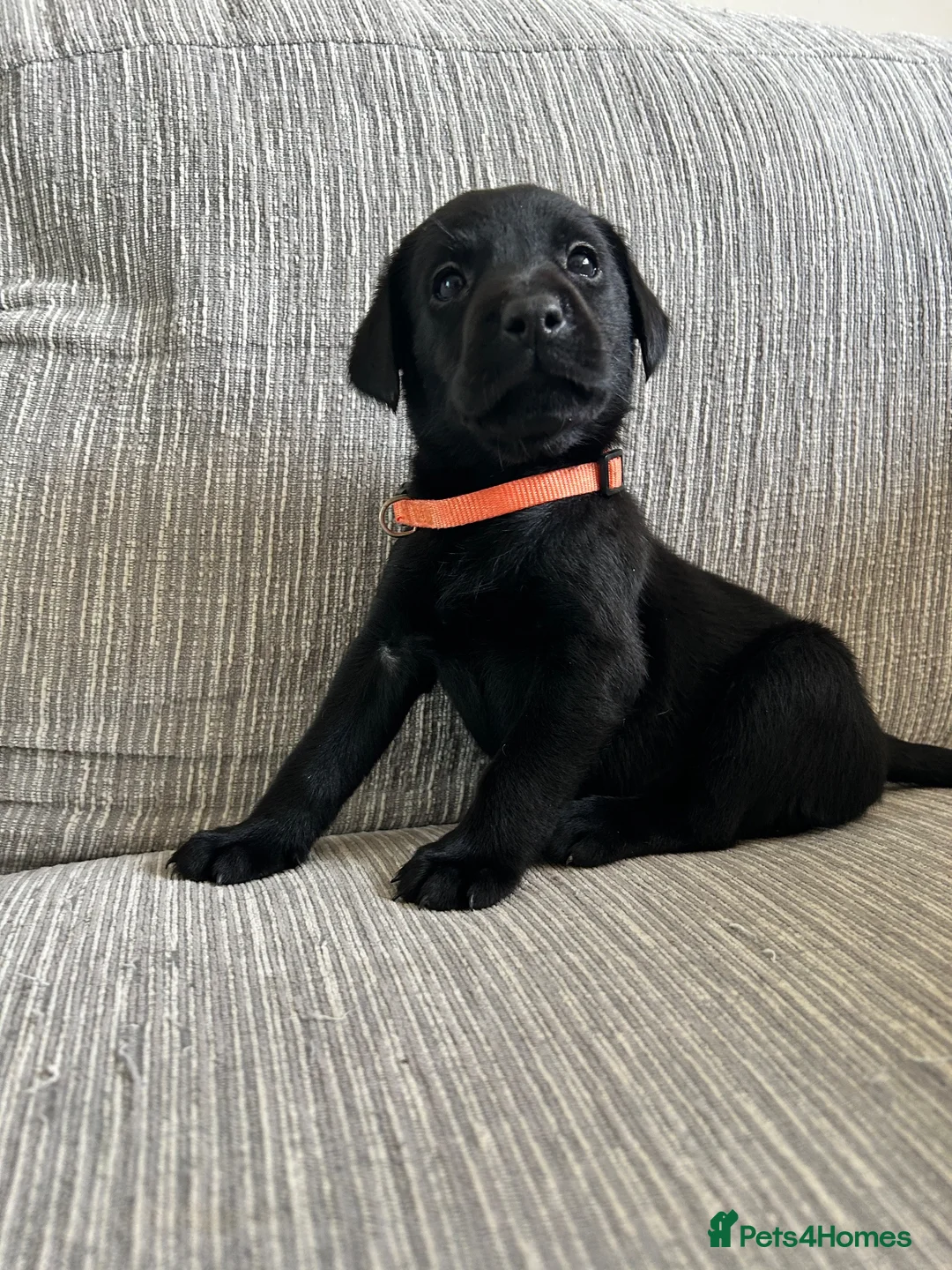 Labrador Retriever dogs for sale: KC registered Labradors in Cheltenham - Advert 2