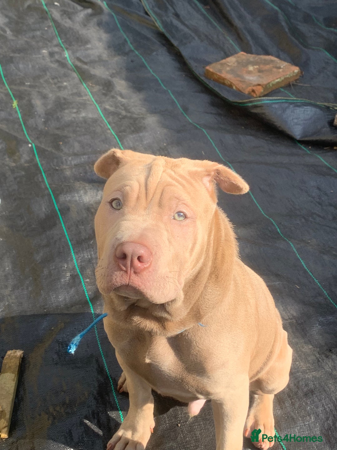 Mixed Breed dogs for sale: Milo  - Image 4