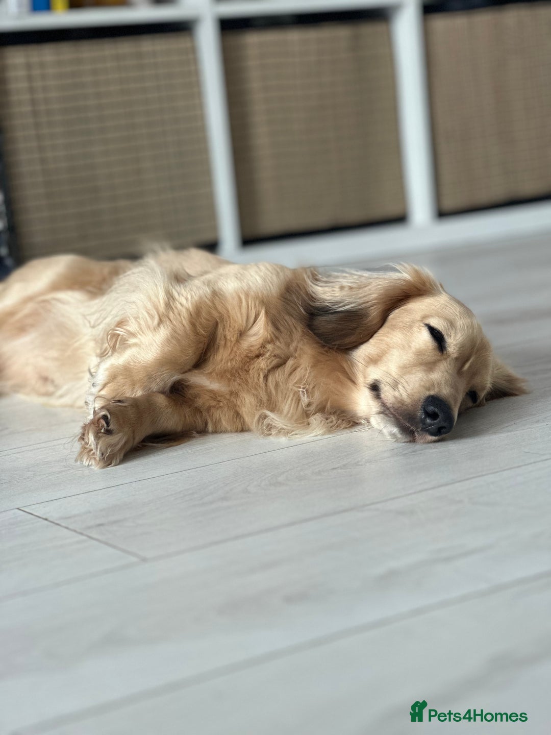 Miniature Dachshund dogs for stud: miniature longhaired dachshund for stud  in Newport - Advert 5