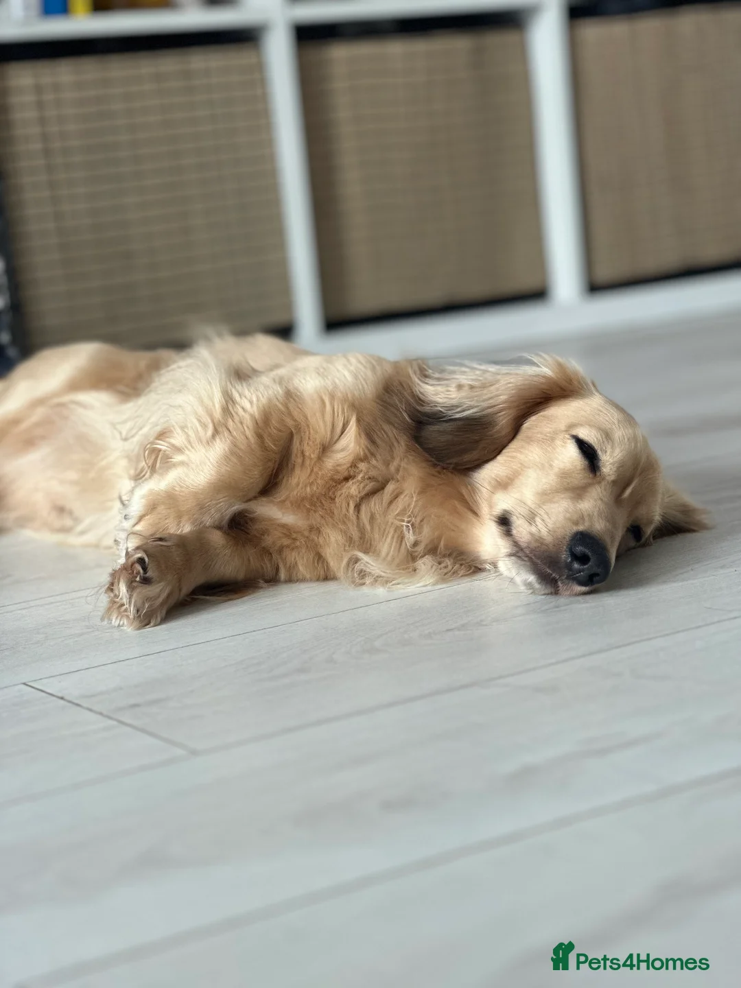 Miniature Dachshund dogs for stud: miniature longhaired dachshund for stud  - Advert 7