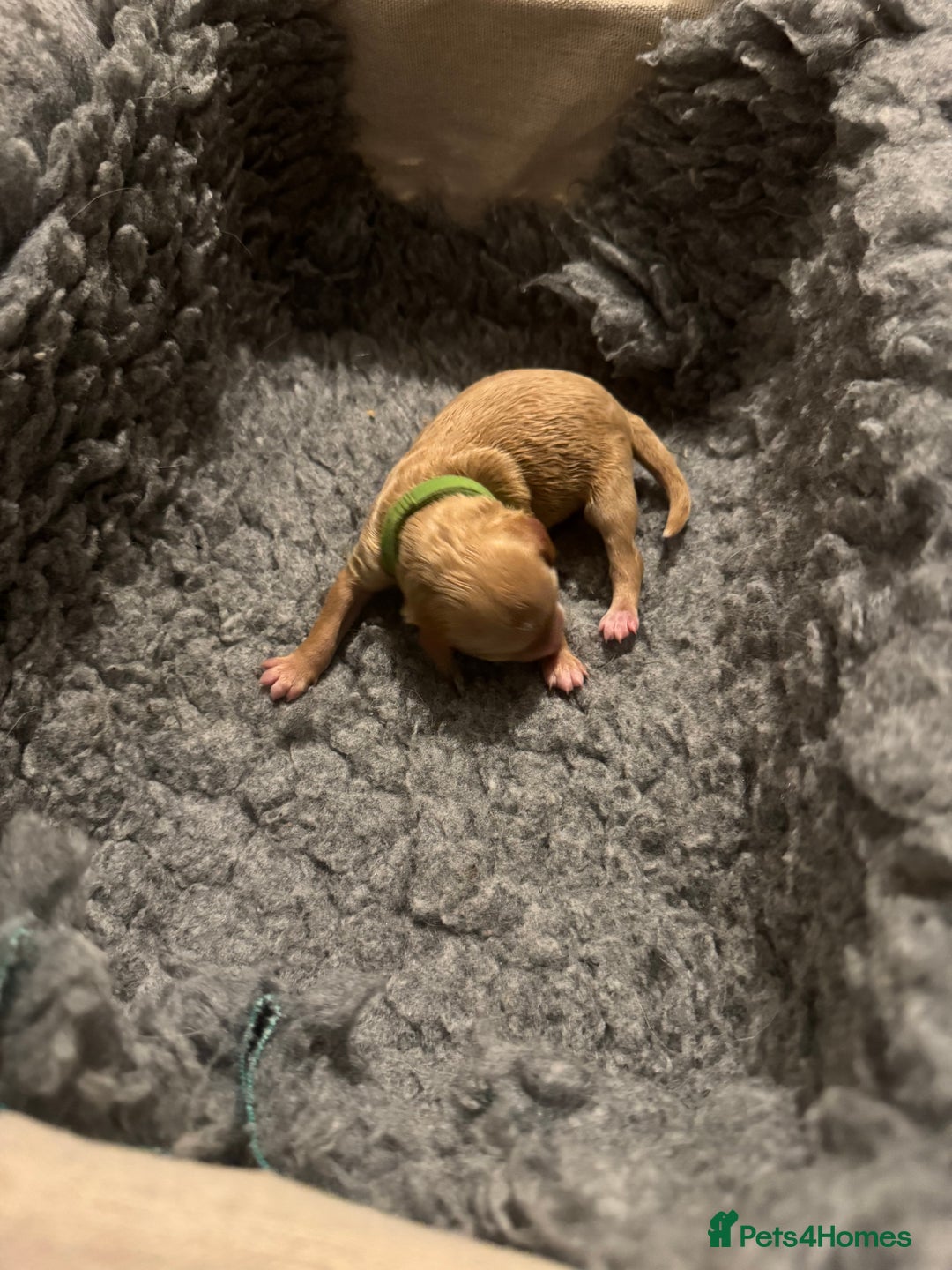 Mixed Breed dogs for sale: 👑 Superb Rare Health Teated Cockadoodledoo Pups - Image 11