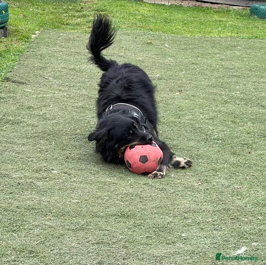 Mixed Breed dogs for adoption: ALEXANDER in Ashford - Advert 8