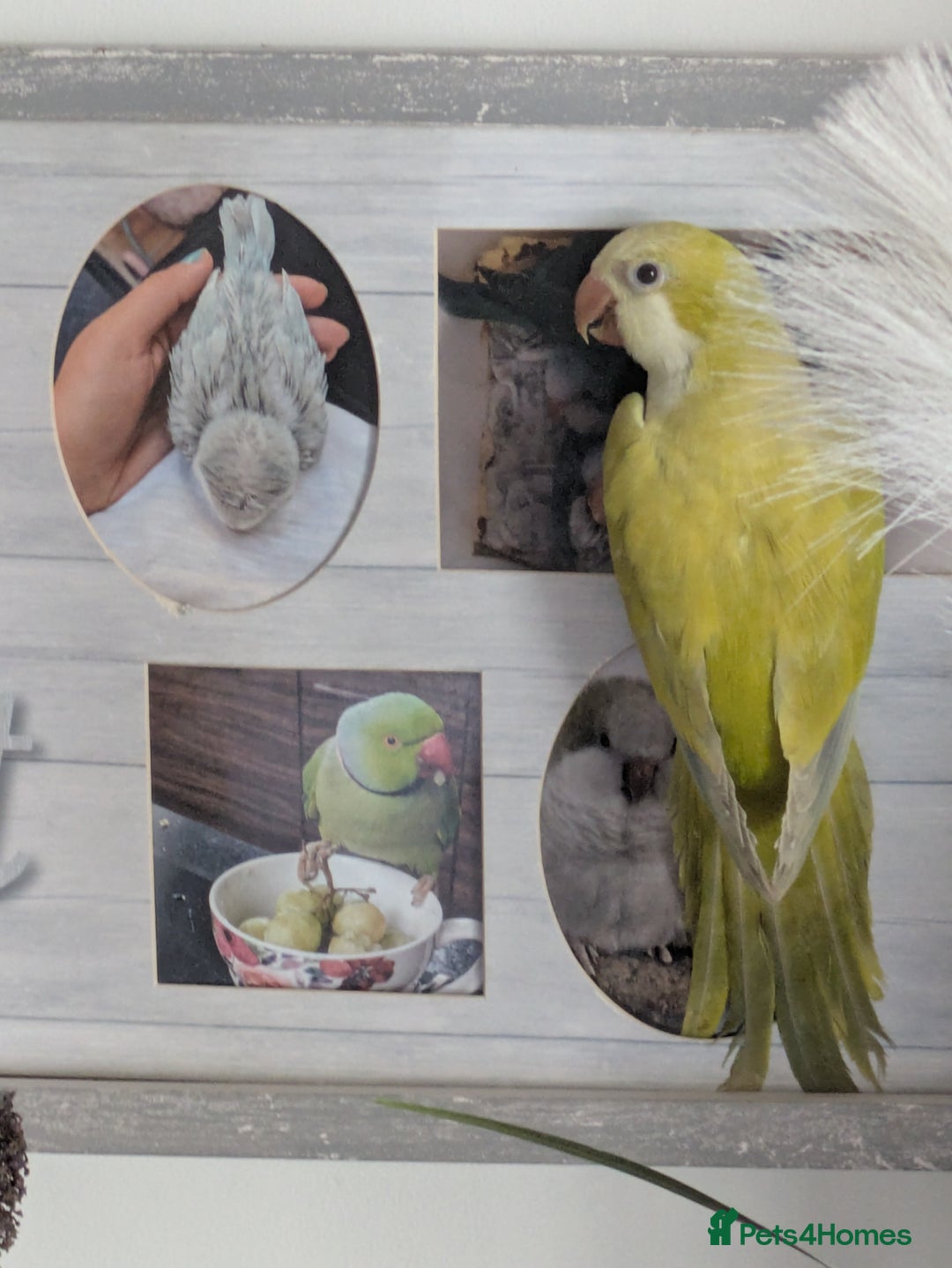 Parakeets birds for sale: Males and females DNA tested Quaker parrots babies - Advert 17