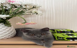 British Shorthair cats for sale: Beautiful British Shorthair Girls  in Bristol - Image 4