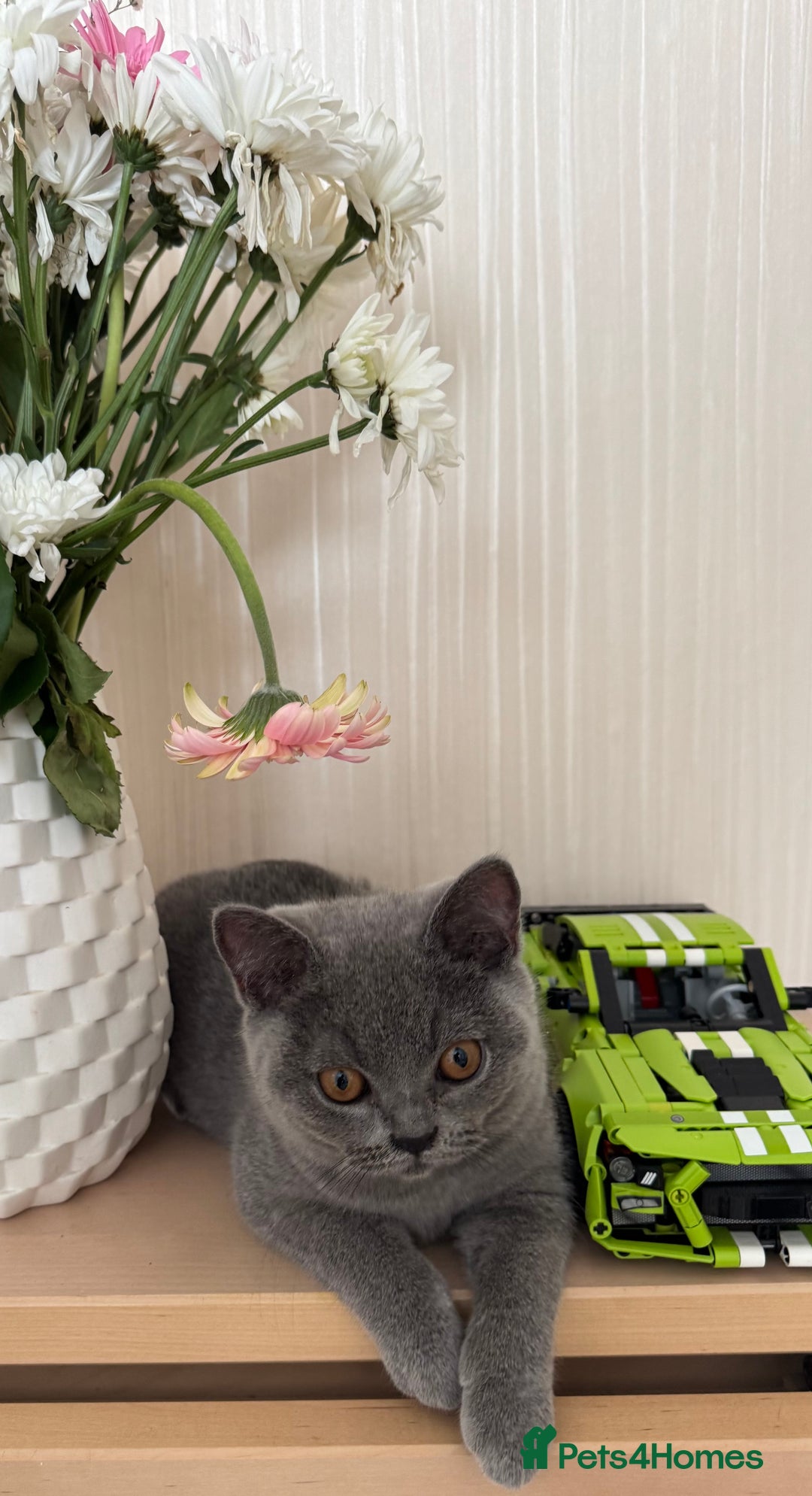British Shorthair cats for sale: Beautiful British Shorthair Girls  in Bristol - Image 4