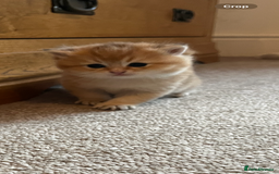 British Shorthair cats for sale: Gccf NY12 kittens world champion lines - Advert 11