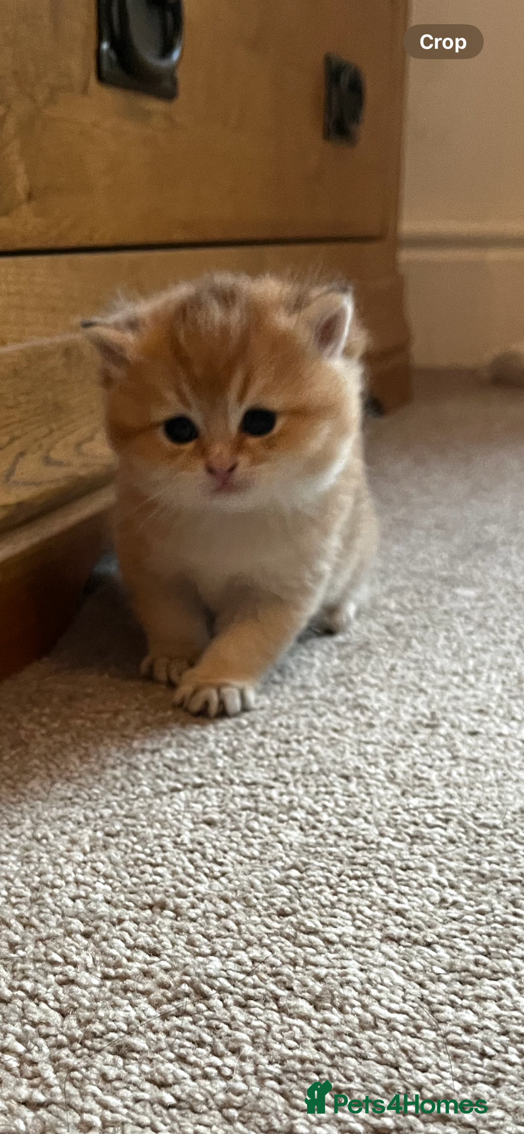 British Shorthair cats for sale: Gccf NY12 kittens world champion lines - Advert 11