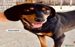 Mixed Breed dogs for adoption: Gambit, 5 yrs approx. Available for adoption. - Image 20