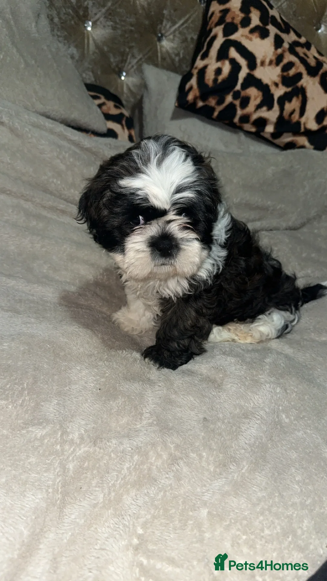 Shih Tzu dogs for sale: 2 shih tzu boys left - Advert 3