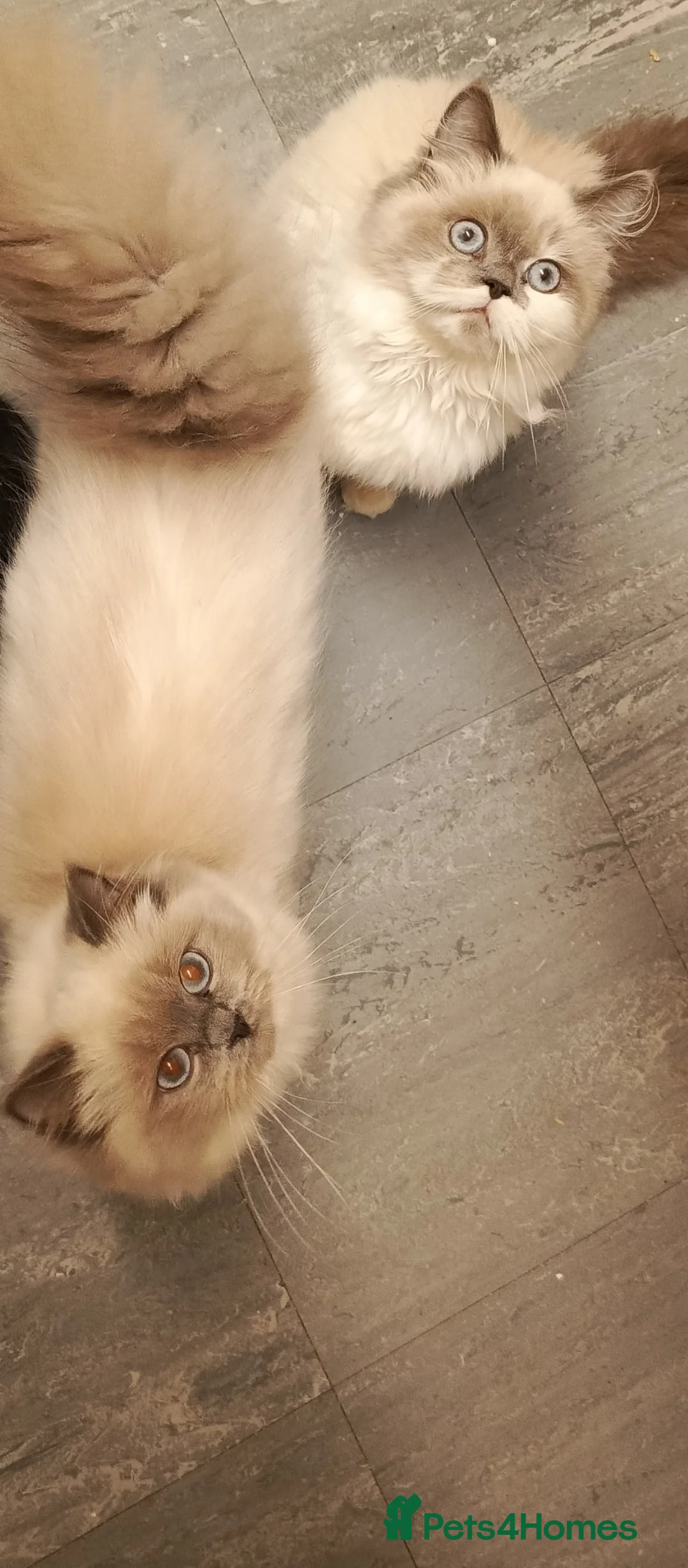 Ragdoll cats for sale: 2 ragdolls and 1 Scottish fold kittens  - Advert 2