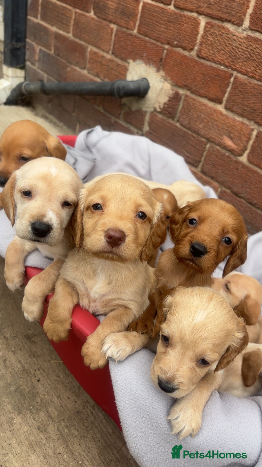 Mixed Breed dogs for sale: Beautiful Sprizla Puppies  - Image 15