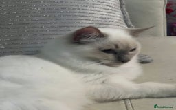 Ragdoll cats for sale: Blue mitted and bicolour ragdolls - Image 40