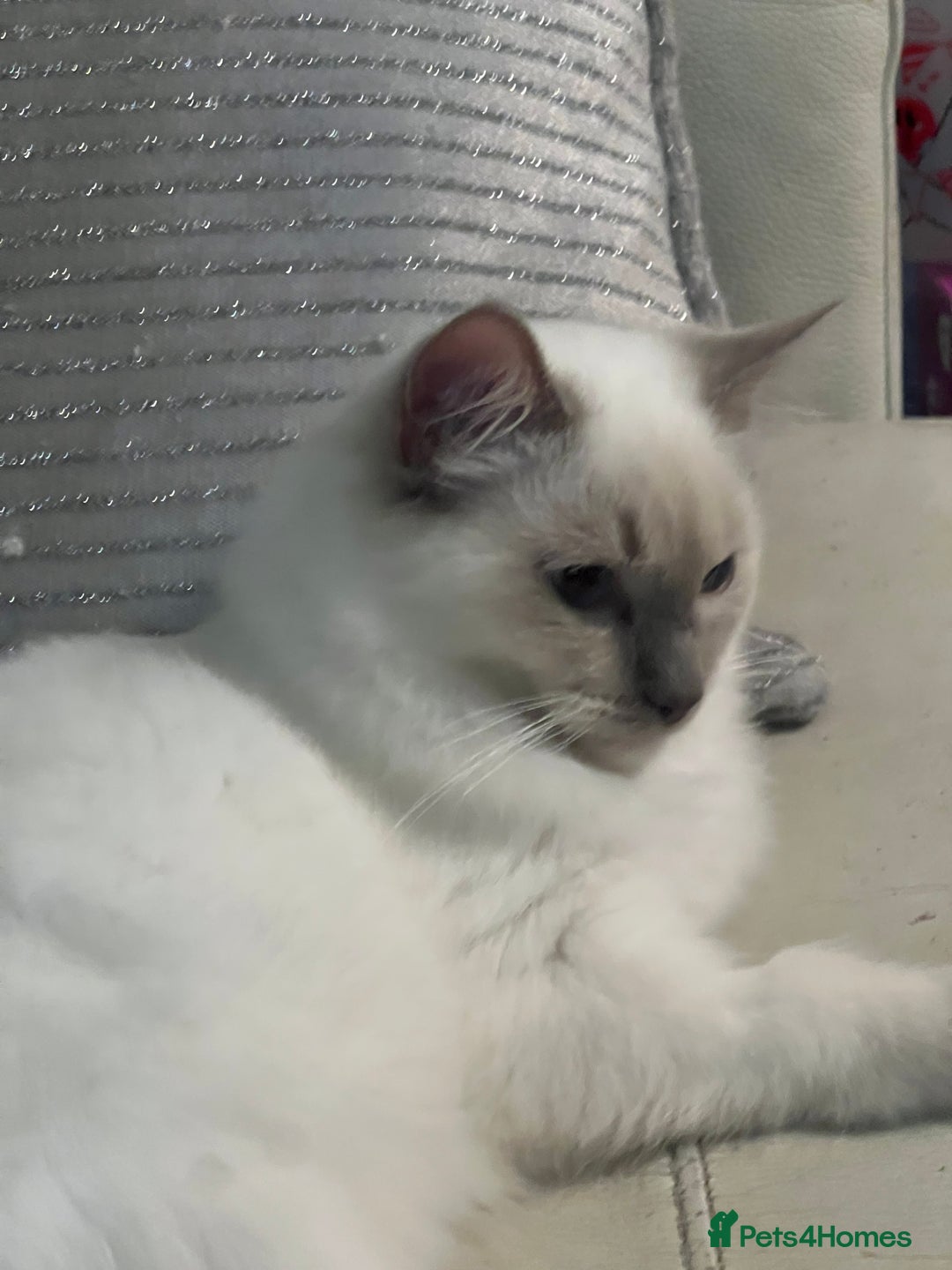 Ragdoll cats for sale: Blue mitted and bicolour ragdolls - Image 40