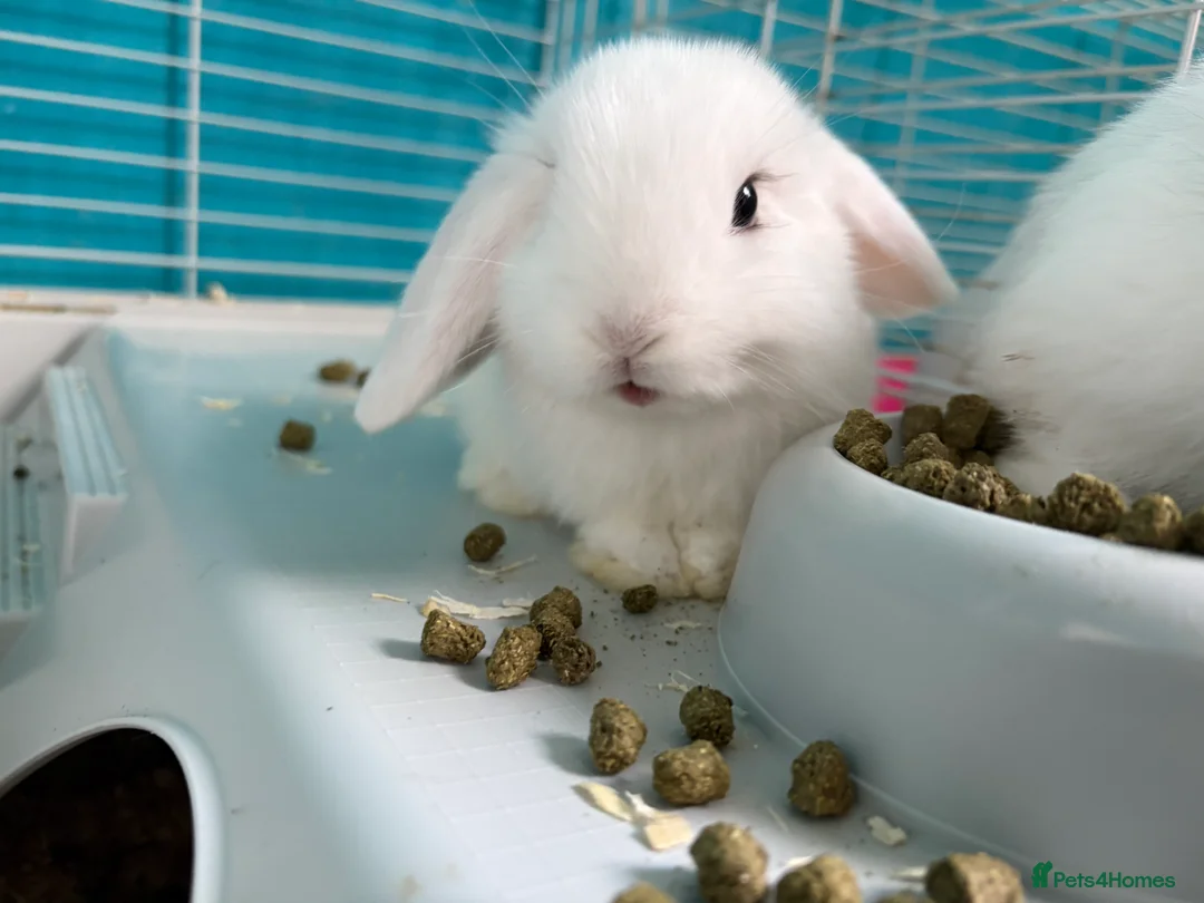 Mini Lop rabbits for sale: 5 beautiful lop bunnies in Abergele - Advert 2