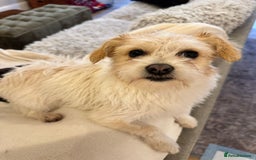 Mixed Breed dogs for adoption: Cynthia - Advert 2