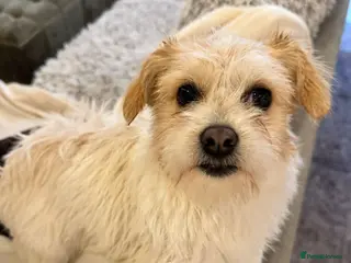 Mixed Breed dogs Cynthia - Advert 22