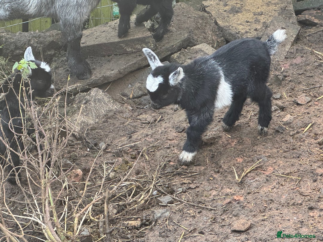 Goats livestock for sale: Pygmy goat wethering - Advert 2