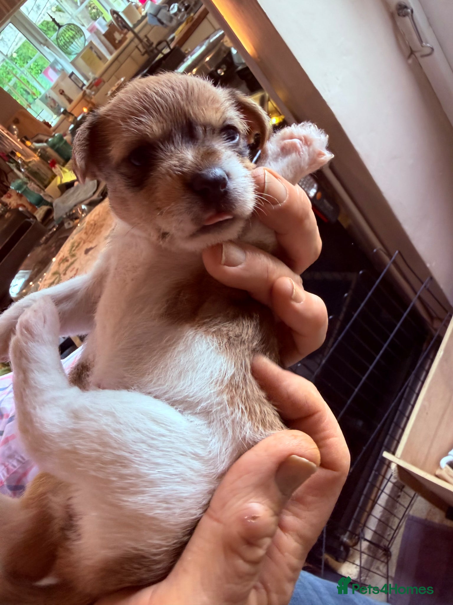 Jack Russell dogs Only 1 left - Stunning Litter of Jack Russells - Advert 2