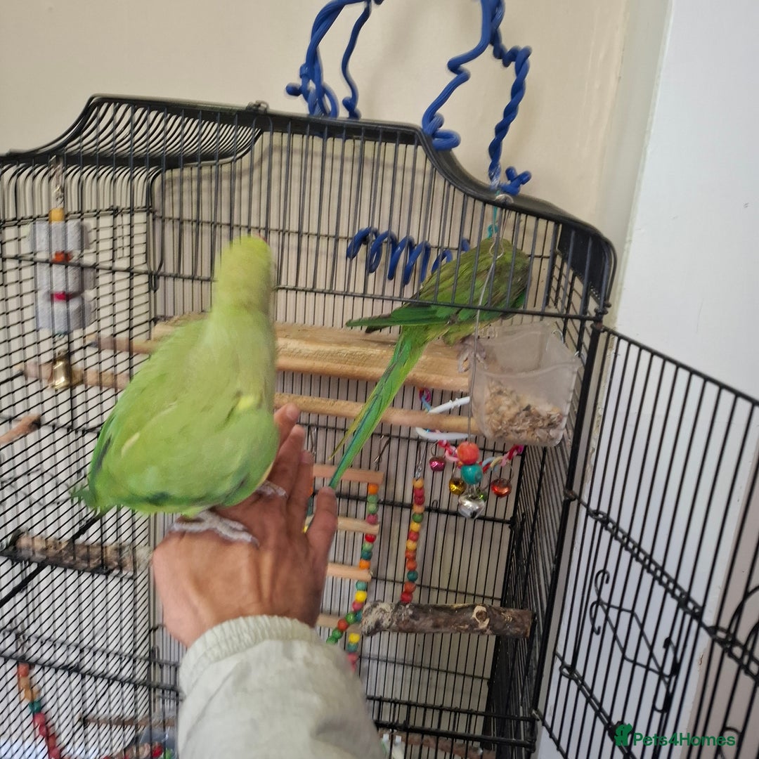 Parrots birds for sale: Ring neck  - Image 6