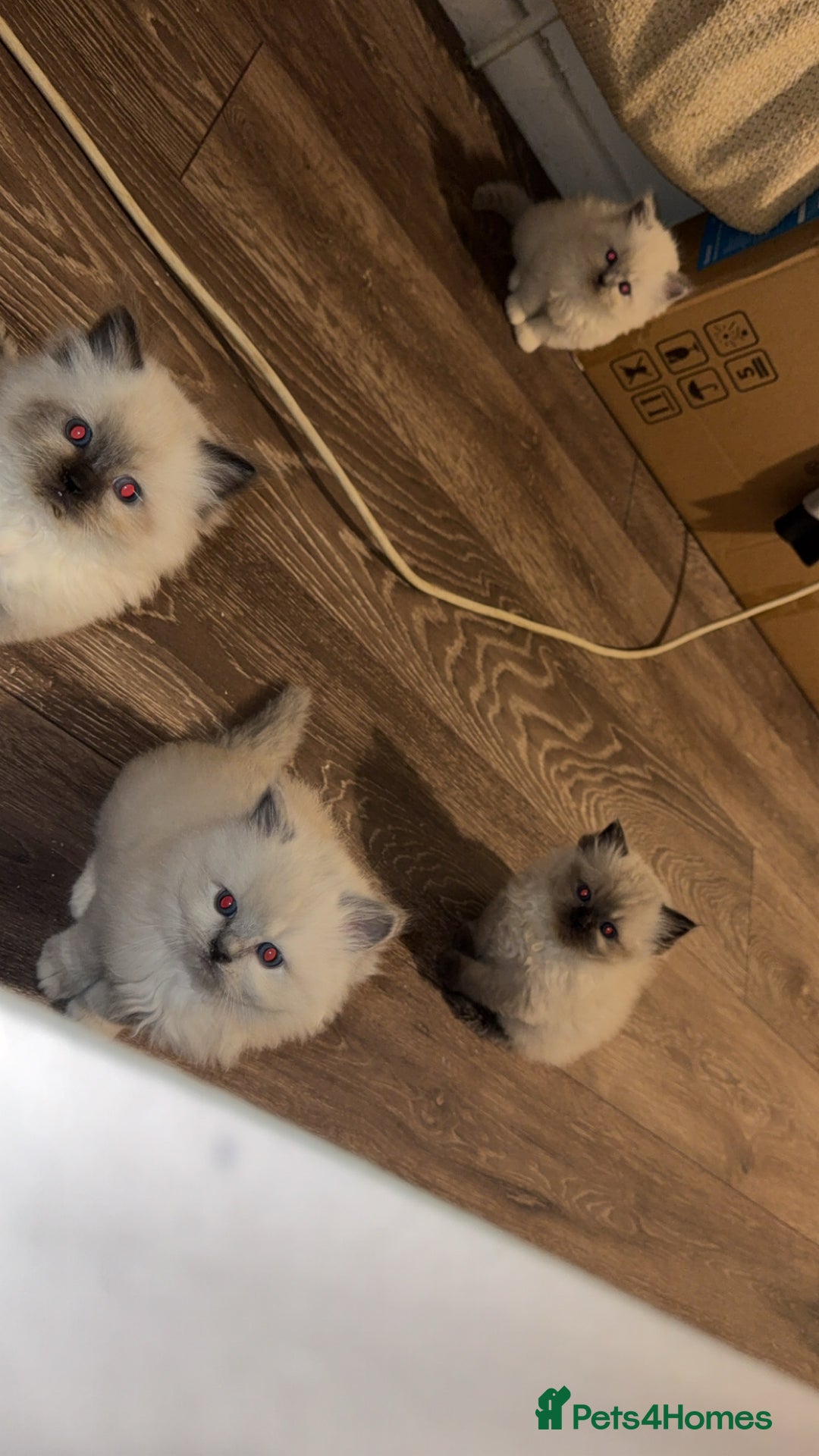 Ragdoll cats for sale: Blue point male ragdoll - Advert 3