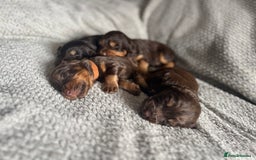 Cocker Spaniel dogs for sale: Extensively Health tested/KC REG Cocker Puppies - Image 9