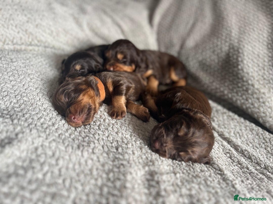 Cocker Spaniel dogs for sale: Extensively Health tested/KC REG Cocker Puppies - Image 9