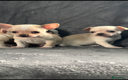 Chihuahua dogs for sale: Chihuahua puppy’s  - Image 7
