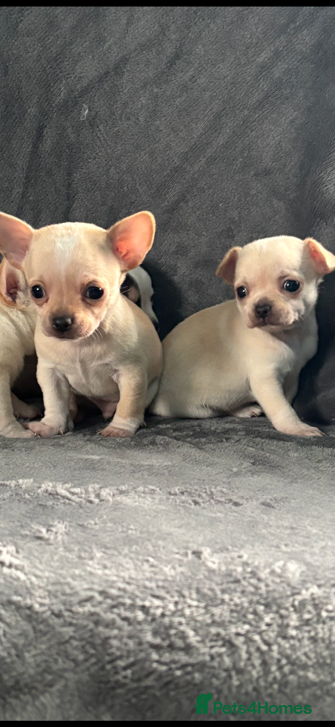 Chihuahua dogs for sale: Chihuahua puppy’s  - Image 7