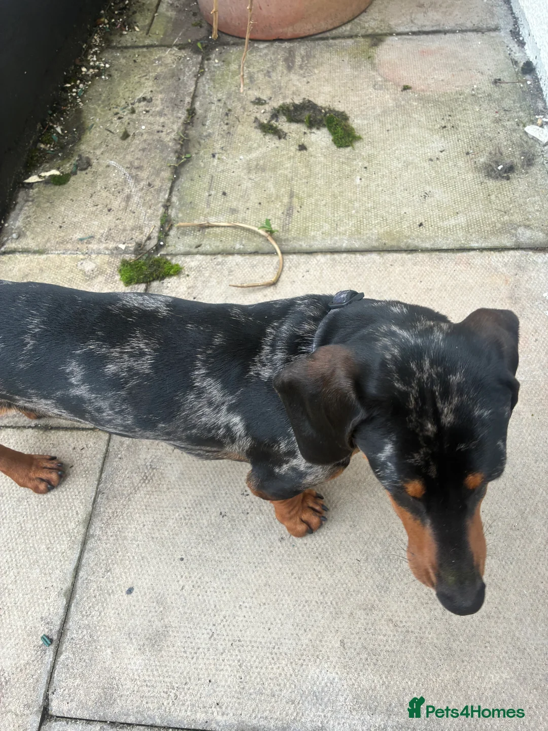 Dachshund dogs for sale: Dachshund  in Blackburn - Advert 2