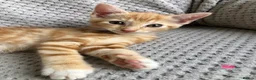 Mixed Breed cats for sale: Kittens for sale  in Hungerford - Advert 17