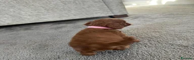 Cavalier King Charles Spaniel 2