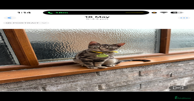 Bengal cats Male and female looking for forever home.  - Advert 4