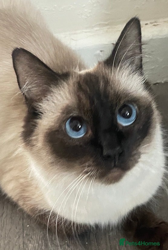 Ragdoll cats RAGDOLL FEMALE…FOR SALE. - Advert 9