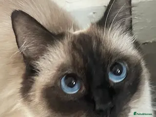 Ragdoll cats RAGDOLL FEMALE…FOR SALE. - Advert 9