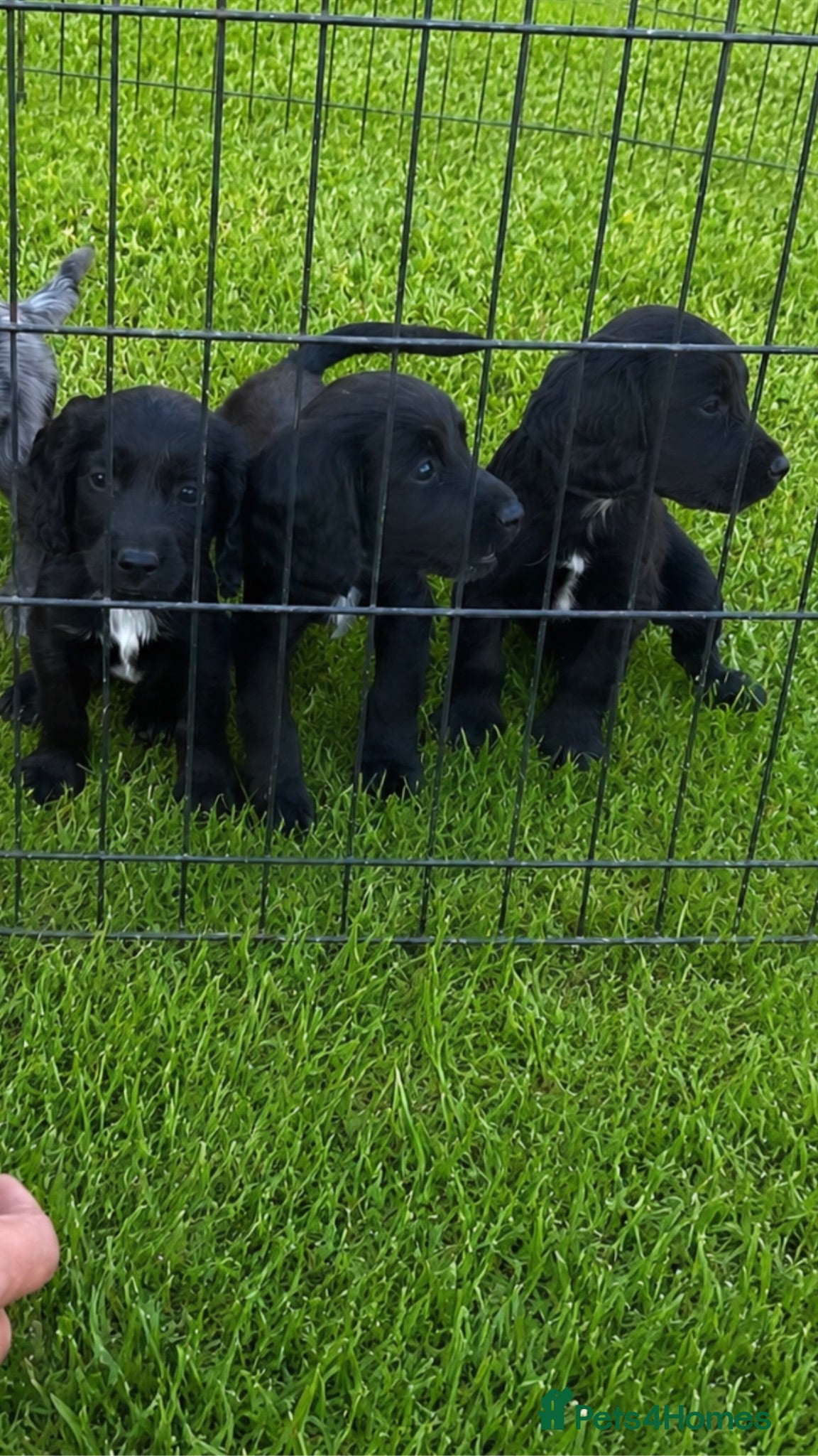 Cocker Spaniel dogs Cocker spaniel puppies for sale  - Advert 10