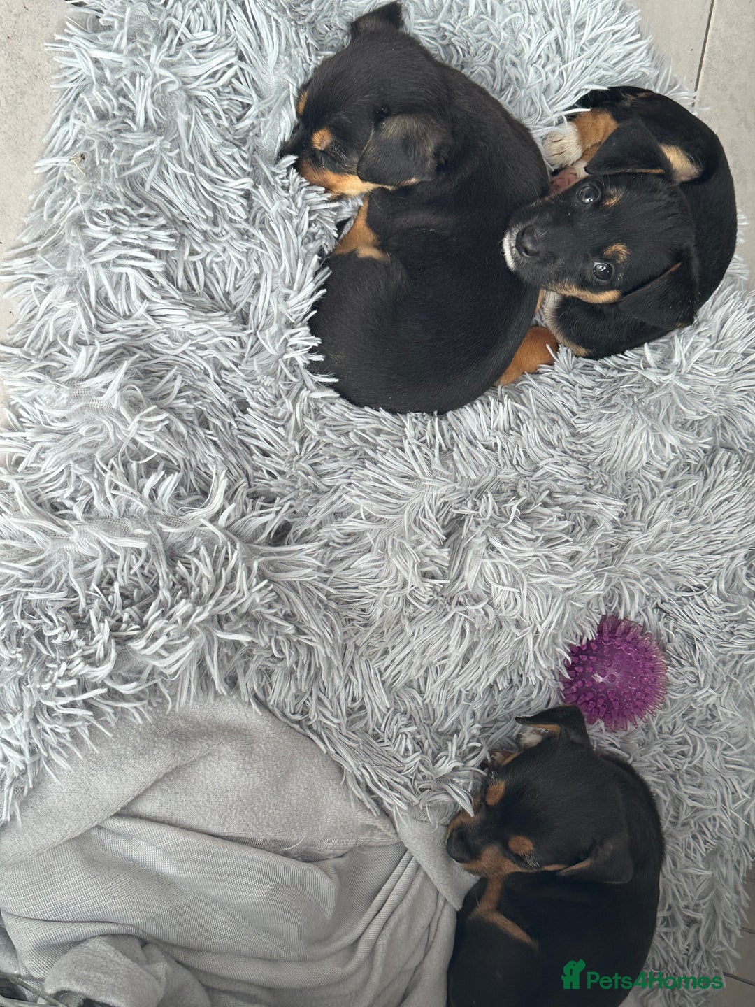 Jack Russell dogs for sale: Traditional pure jackrussell puppies  - Image 6