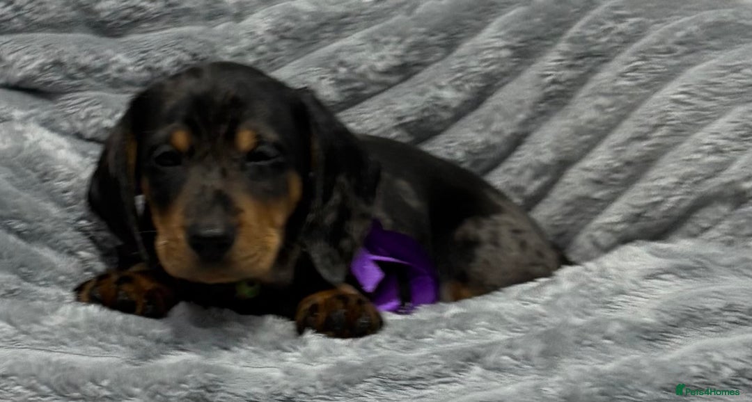 Miniature Dachshund dogs for sale: Gorgeous Miniature Dachshunds - Advert 28