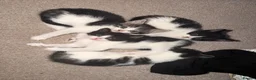 Mixed Breed cats for sale: Kittens for sale  in Southampton - Advert 5