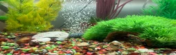 Mollies fish for sale: Tropical Fish Tank 160 litters - Advert 3
