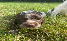 Sprocker dogs for sale:  Sprocker pups - Image 5