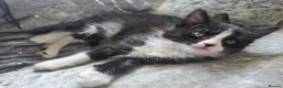Mixed Breed cats for sale: KITTENS READY NOW in Sidmouth - Advert 4
