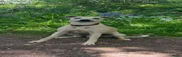 Lurcher dogs for stud: Light bull lurcher for stud (litter pick) - Advert 1