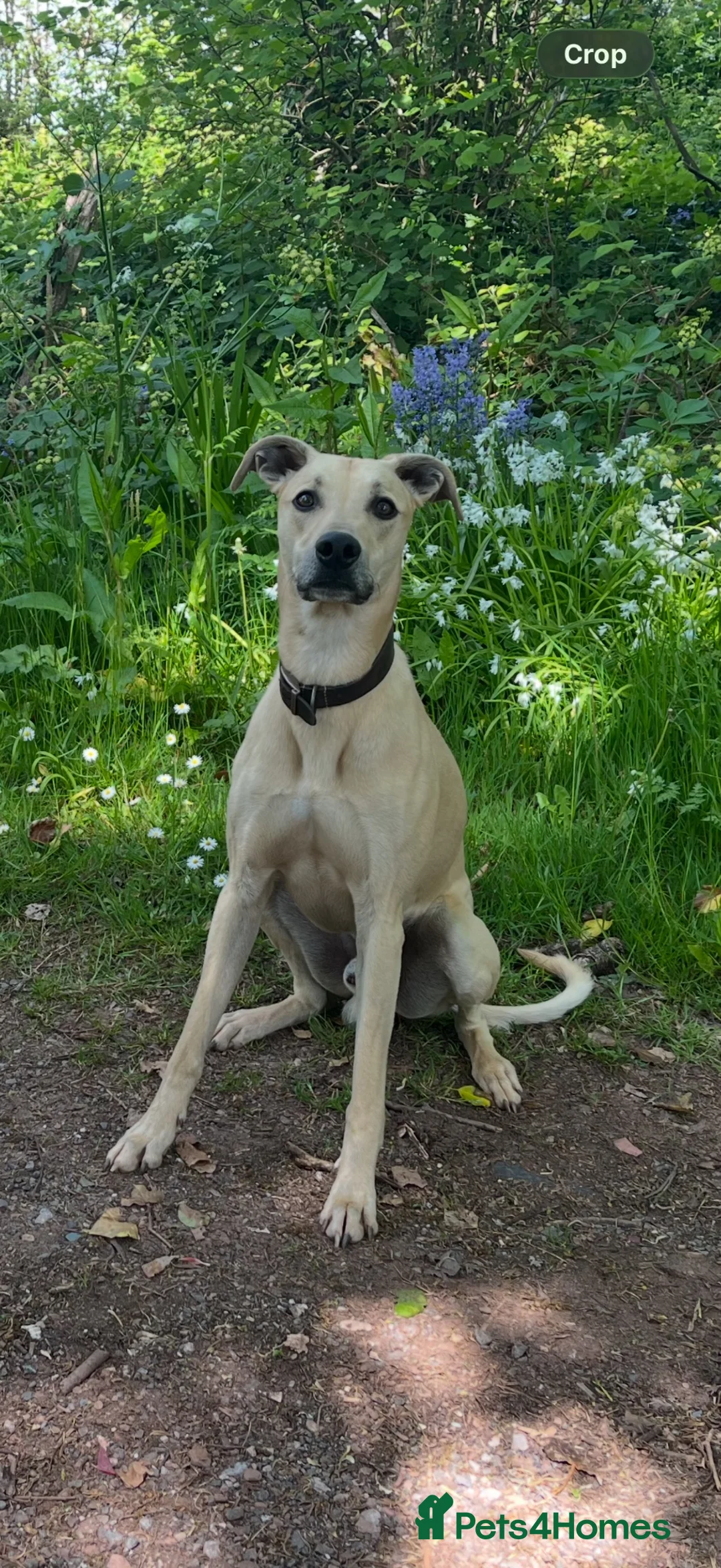Lurcher dogs for stud: Light bull lurcher for stud (litter pick) - Advert 1