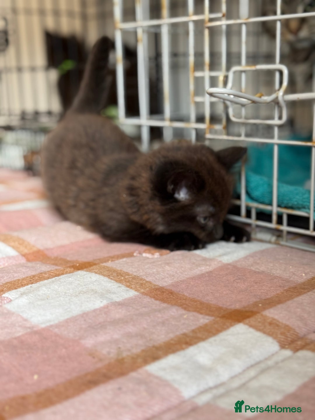 British Longhair cats for sale: Male  British long haired kittens - Image 3