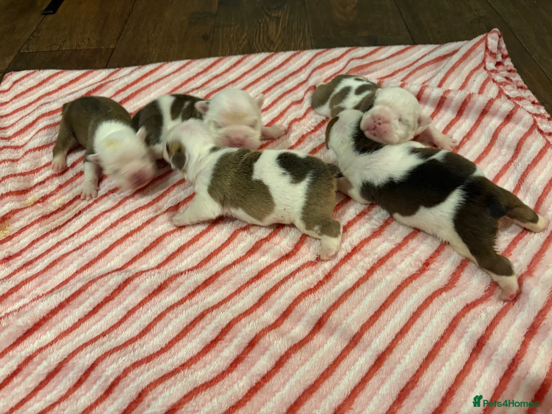 English Bulldog dogs for sale: 🐾 KC REG ENGLISH BULLDOG PUPPIES TRADITIONAL  🐾 in Ottery Saint Mary - Advert 7