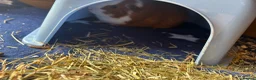 Guinea Pig rodents for sale: X2 male guinea pigs with cage  in Morpeth - Advert 2
