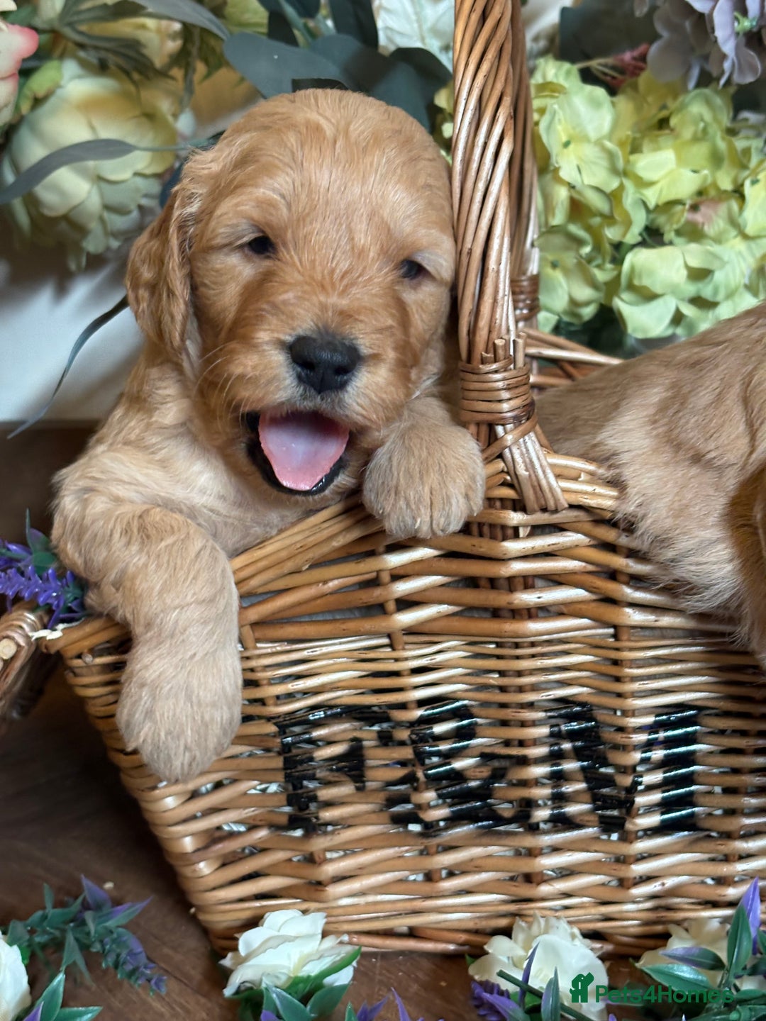 Mini Goldendoodle dogs for sale: Health tested Minature dark red/golden doodles  - Image 22