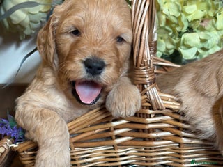 Mini Goldendoodle dogs - Advert 7